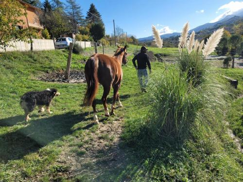 Cavalla Paint no color